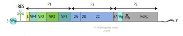10 Kuva 1 Pikornavirusgenomi (Lähde: ViralZone:www.expasy.org/viralzone, Swiss Institute of Bioinformatics, 2014).