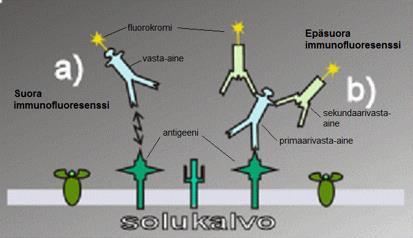 15 IF-värjäys voidaan suorittaa joko suoralla tai epäsuoralla menetelmällä (Kuva 4).