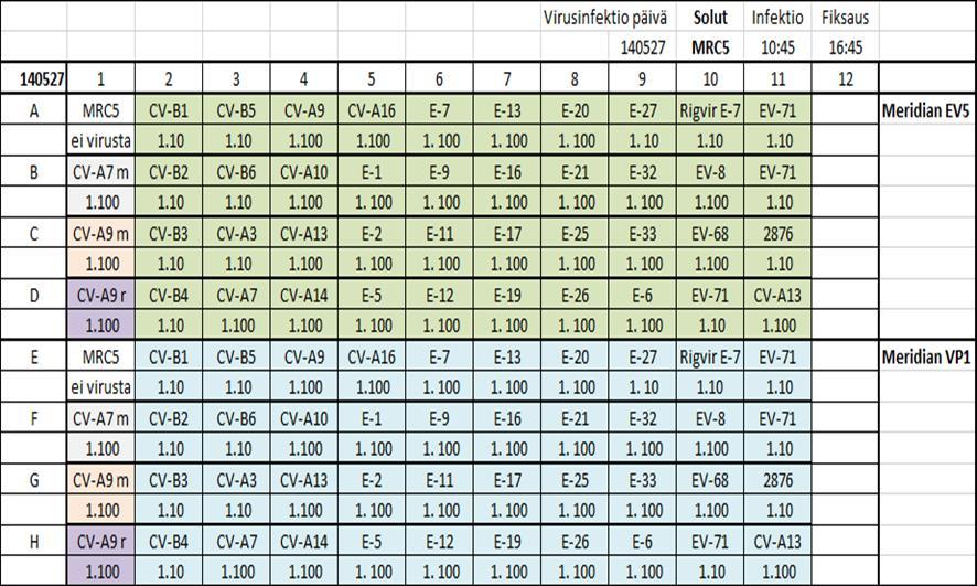 22 Virusinfektiota varten vanha solumedium poistettiin kuopista ja niihin lisättiin 100 µl/kuoppa tuoretta mediumia.