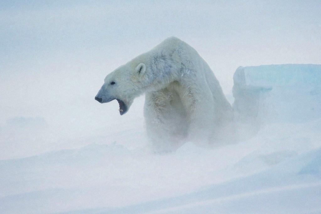 STEVE MORELLO / WWF Jääkarhun koti sulaa Jos upean pohjoisen luonnon annetaan tuhoutua, korvaavaa ei maapallolta löydy.