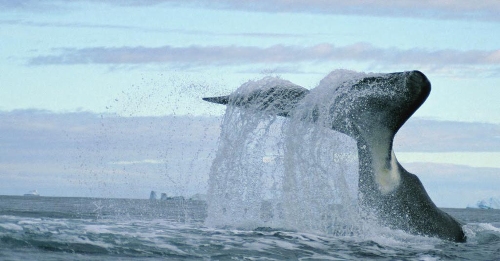 PAUL NICKLEN / NATIONAL