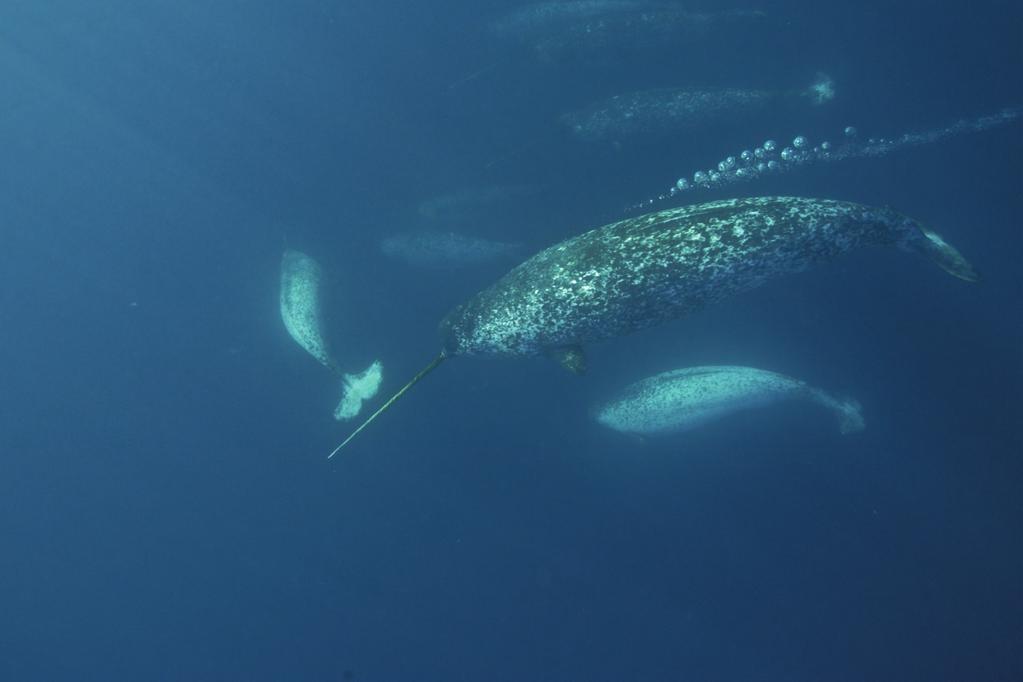 PAUL NICKLEN / NATIONAL GEOGRAPHIC STOCK /