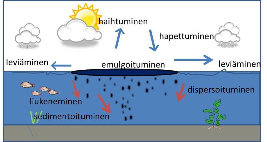 15 biohajoaminen Kuva 1. Öljyn vanhenemisprosessi vedessä. (Kuva: ITOPF, muokannut Raisa Kääriä) Veteen jouduttuaan öljy yleensä jää aluksi veden pinnalle (kuva 2).