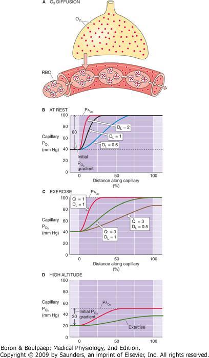 HAPEN DIFFUUSIO DL=diffusiokapasiteetti (ml/min x mmhg) Q= blood flow Sekä hapen että