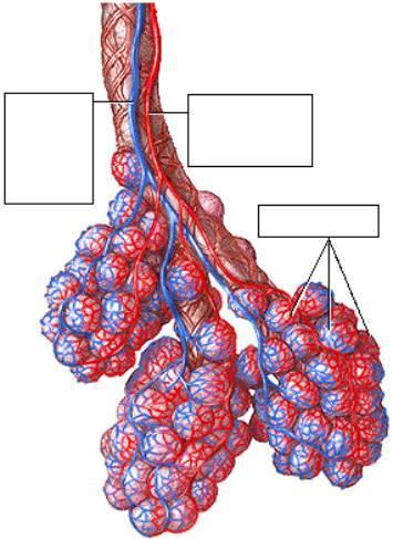 KEUHKOJEN PERFUUSIO: KEUHKOVERENKIERRON ERIKOISPIIRTEITÄ Pulmonaarikierrolla on matala paine mutta korkea komplianssi Keuhkoverenkierron vastus on vajaa kymmenesosa systeemisen verenkierron