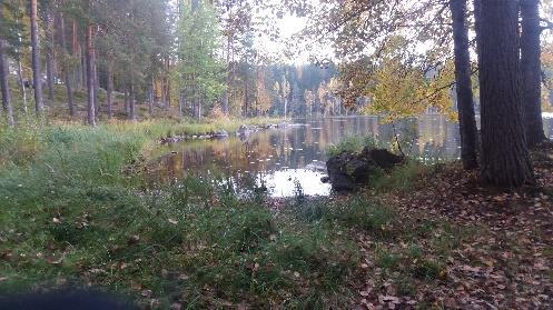 Tutkimme ja kokeilemme Metsä/Luonto 2016 2017 Työn tehneet: 7-8 vuotiaat Pirtin koulun iltapäiväkerholaiset Tähdet: Aleksi H,