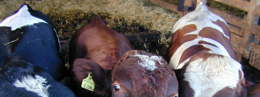 Ruokinnan kannalta olennaista tuoreviljalla: Murskauksessa on