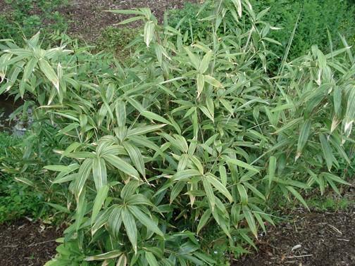 Kuva 8. Sasa kurilensis (UK-bamboos n.d.) Kokeessa käytetty kuriiliensasabambu (Sasa kurilensis) on vaihtelevan oloinen laji ja sen varret ovat suhteellisen tukevat.