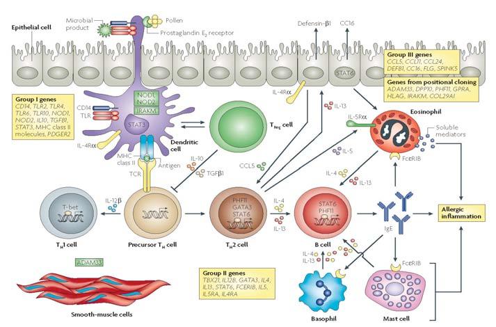 Astman alttiusgeenejä Vercelli, Nat Rev Immunol 8:169, 2008