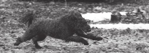 Uutisia AGILITY Pumiuros Karvakorvan Ikiliikkuja Nappo, ohj. Heli Hietala, ylittivät kisakynnyksen MEDI 1 -luokassa Seinäjoella 4.12.2016. MEDI 2 -luokkaan koirakko nousi hienosti 11.2.2017 jälleen Seinäjoella.