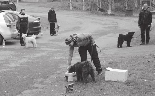 sin sille sorkka on ollut se kauhistus. Myös sen vuoksi jäljestys, koska en päästä tyttöä vieraissa maastoissa irti, koska on herkkä riistalle.