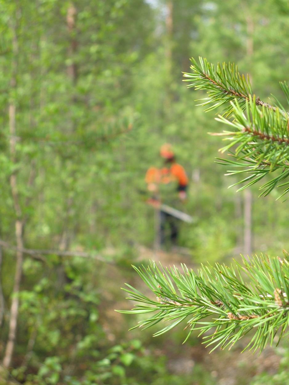 Suvi Kurtti Metsätilan