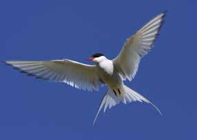 Esimerkiksi: varpunen Suomi haarapääsky (barn swallow) saalistaa lennosta