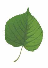 saarni (ash) kapeat lehdet vastakkain puistolehmus (common lime) lehden muoto kuin sydän