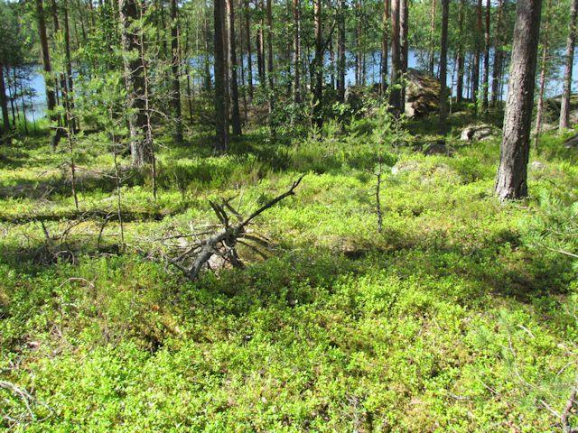 Syrjäsaaren pohjoispään suunnittelualueella harjusora peittää laajalti myös itse kalliolaakiota.