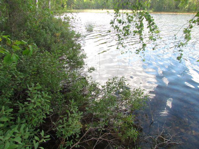 järviruokoa, joka indikoi lievää rehevöitymistä lahdella (Kuvan 3. taustalla). Vesikasvilajisto todettiin tavanomaiseksi oligotrofisten vesien lajistoksi. Suositus.