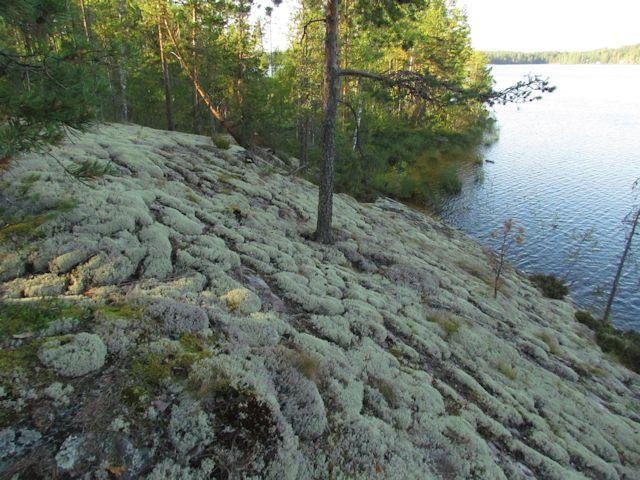 Maa-aines on paikoin kivistä (Kuva 13.). Suunnittelualueen metsä on avohakattu kasvaen nuorta taimikkoa (MT). Rantaan on jätetty muutaman metrin levyinen, mäntyvaltainen suojapuuvyöhyke.