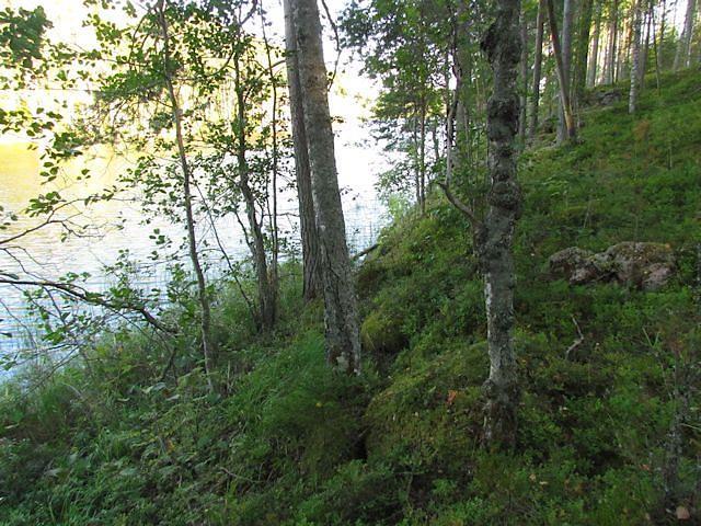 Rantarinteet ovat MT-kangasta, kivisimmiltä ja kallioisimmilta alueilta VT-kangasta. Metsämaan kasvilajisto todettiin tavanomaiseksi.