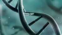Tasapainon historia 1:1 4:1 DNA:ssa suhde on 1:1.