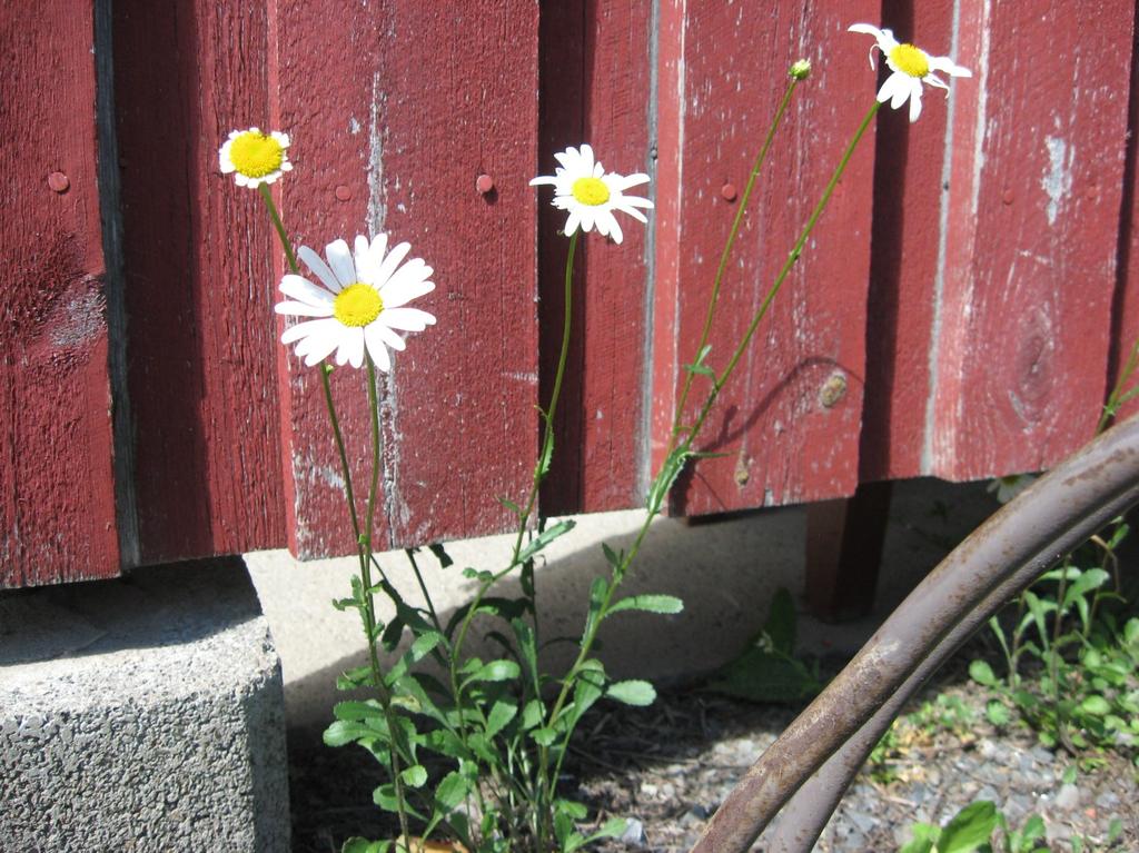 Päivänkakkara Monivuotinen, juurakollinen