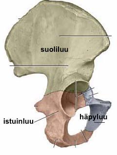 2 Nivusalueen anatomia Nivusalue on anatomialtaan haastava hahmottaa, sillä siihen liittyy reiden yläosa, vatsan alaosa sekä nivunen.