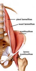 lannelihaksesta (m. psoas minor ja major) sekä suoliluulihaksesta (m. iliacus) (kuva 5).