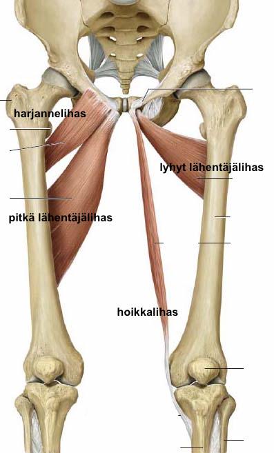 8 Reiden puolelta alueelle kiinnittyvät lähentäjälihakset (mm. adductores) (kuvat 6 ja 7), hoikkalihas (m.