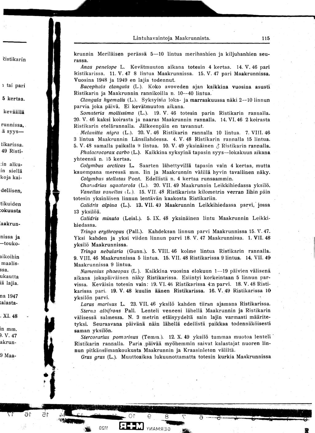 Lintuhavaintoja Maakrunnista 115 krunnin Meriläisen perässä 5-10 lintua merihanhien ja kiljuhanhien seurassa Anas penelope L Kevätmuuton aikana totesin 4 kertaa 14 V 46 pari kistikarissa 11 V 47 8