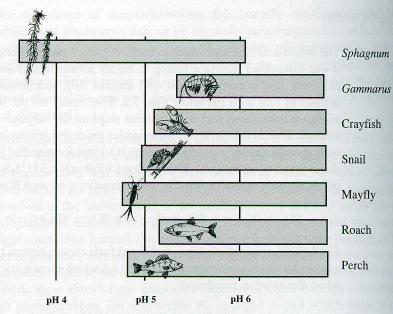 Happamoituminen (acidification) Fossiiliset polttoaineet happosade SO 2 + O 3 < - > SO 3 + O 2 < - > SO 3 + H 2 O < - > H 2 SO 4 3NO 2 + H 2 O < - > 2HNO 3 + NO