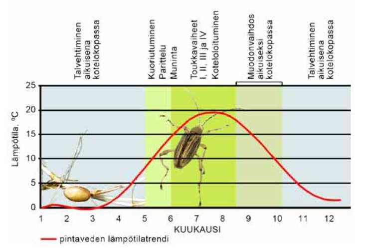 (Piirros: Sanna Saari) Meriuposkuoriaiset elävät veden alla kaikkina elinkierron vaiheina (muna, neljä toukkavaihetta, kotelo ja aikuinen). Naaras munii munansa vesikasvien juuristoon.