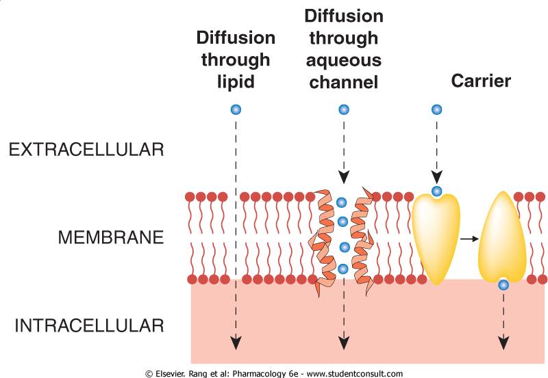 Solukalvon läpäisy Lipofiilinen