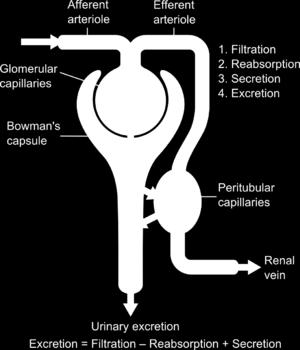 Aineiden eritys munuaisten kautta Glomerulusfiltraatio (1)
