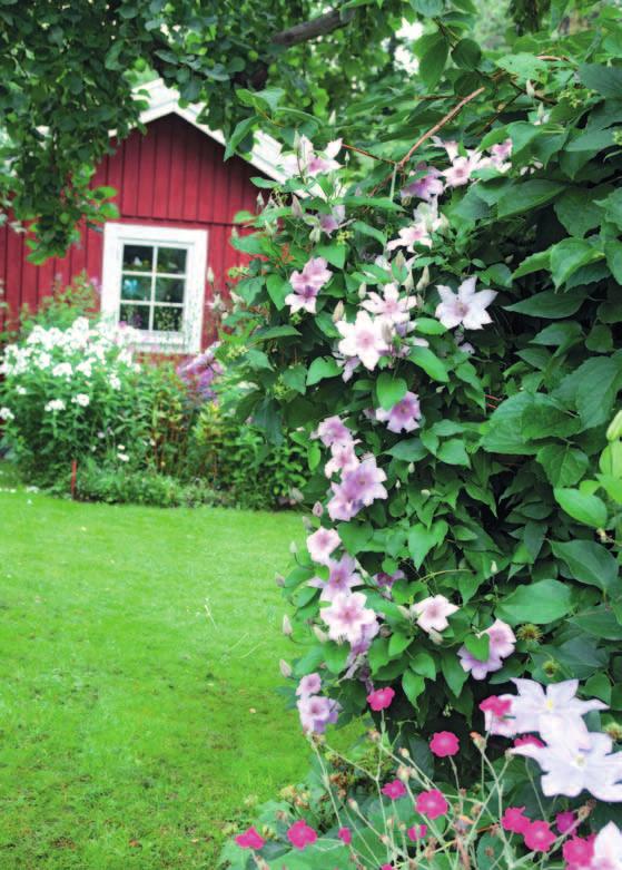 Teksti Annikki Oikkonen kuvat Teija tuisku Kiitollisin paikka kukkapuutarhan perustajalle on vanha piha, jossa iäkkäiden omenapuiden alle on muodostunut varjoisa lehto.