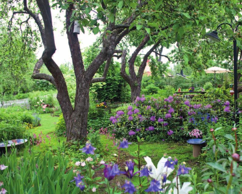 Anneli Sjöholm suunnitteli Villa Ilennan vanhojen omenapuiden ehdoilla. Pallohortensia 'Grandiflora' (Hydrangea arborescens) suojaa 'Twist-n-Shout' jalohortensiaa (Hydrangea Macropylla-Ryhmä).