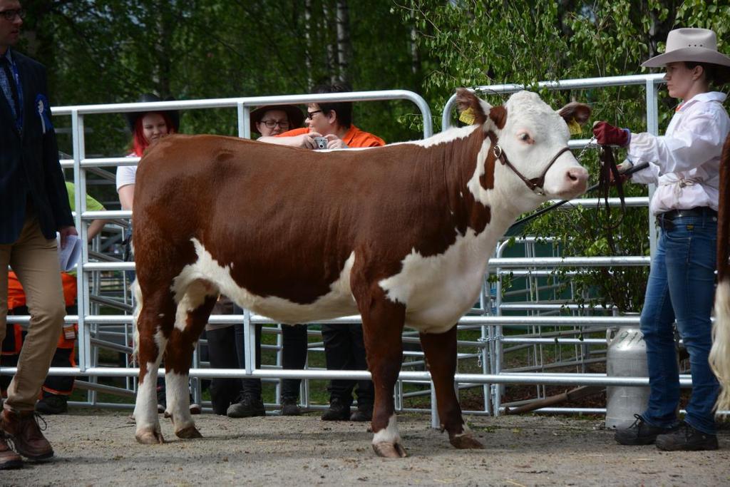 Omistaja Urpu Tanner-Koopmans ja Bart Jan Koopmans, Teuva P: 42/335/- I: 82/88/-/-/+10 Vahva selkä, mahdollisuus 1. sijaan, voimakas hieho, tuomari uskoo, että tulee hieno emo 3. Aron Nina 7 Korvanro.