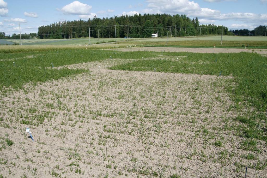 Kahden aineen ja käsittelyajan käsittelyt olivat tehokkaimmat Toukokuussa kylvetty koe 6.7.