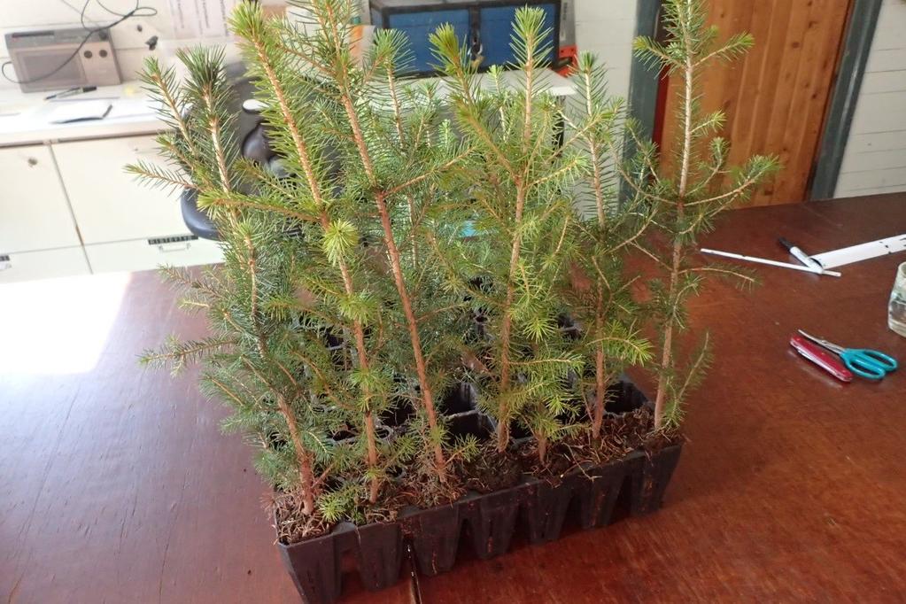 Kuva 15. Kokeessa perusrunkoina käytettyjä metsäkuusen, Picea abies, 2 vuotiaita siementaimia. Varteoksien silmujen kehitysasteen määrittämisessä apuna käytettiin tehoisan lämpösumman kertymää (d.d).