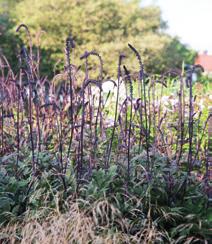 Ne säilyttävät ryhtinsä kukinta-ajan jälkeenkin. Harjasärmäputken (Selinum tenuifolium) seurassa kasvaa nurmilauha (Deschampsia cespitosa).