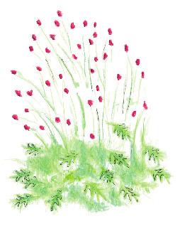 250 x 150 cm A Siniheinä 'Moorhexe' (Molinia caerulea) 4 kpl B Punaluppio (Sanguisorba officinalis) 6 7 kpl C Preeriakasteheinä (Sporobolus heterolepis) 14