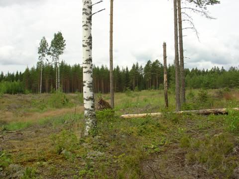 Monimuotoisuuden turvaaminen metsänomistajien neuvontaorganisaatioiden toiminnassa Terhi Koskela Harri Hänninen Metsien monimuotoisuuden