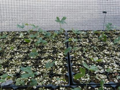Siementen keräys ja kylväminen, taimien kasvattaminen (UPM) ja siirtoistutus