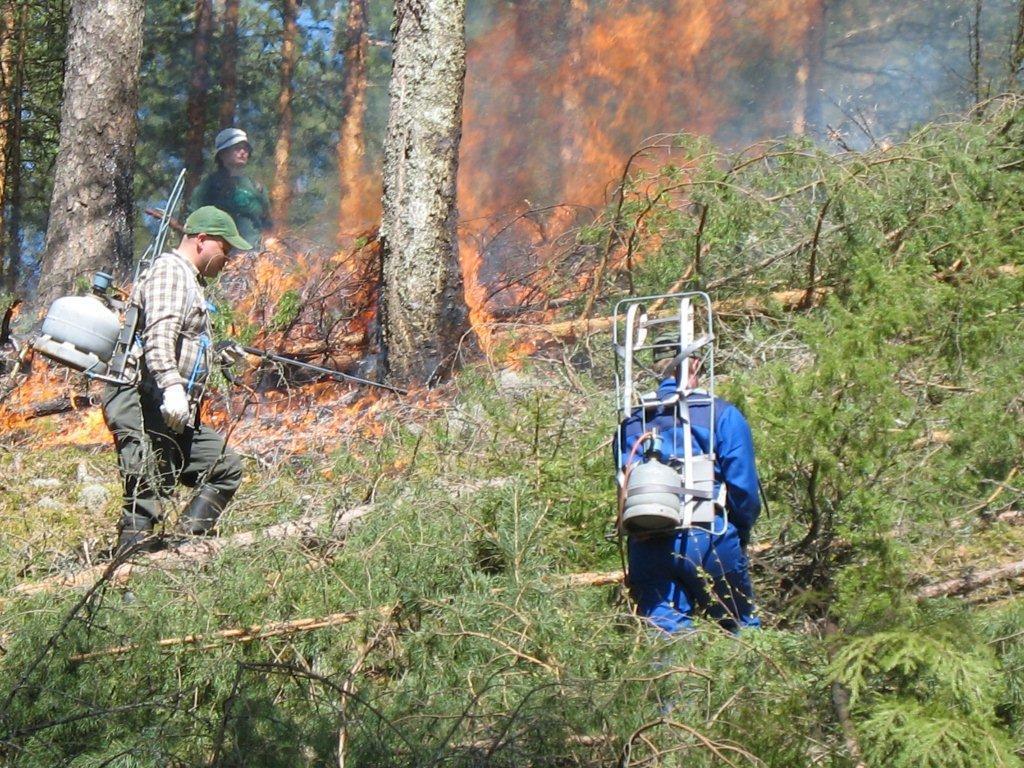 Paahdeympäristöjen hoito (C2) - Harjumetsien ja muiden paahdeympäristöjen poltot -