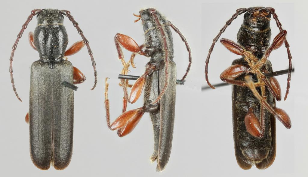 LUOMUS LUONNONTIETEELLINEN KESKUSMUSEO NATURHISTORISKA CENTRALMUSEET