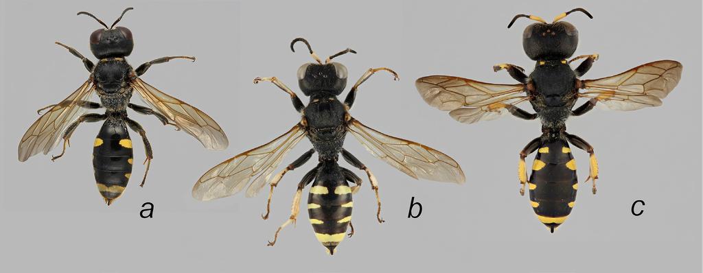 Sahlbergia 23.1 (2017), 14-16 15 Kuva 2. Ectemnius-naaraita: a) E. spinipes, b) E. cephalotes, c) E. fossorius.