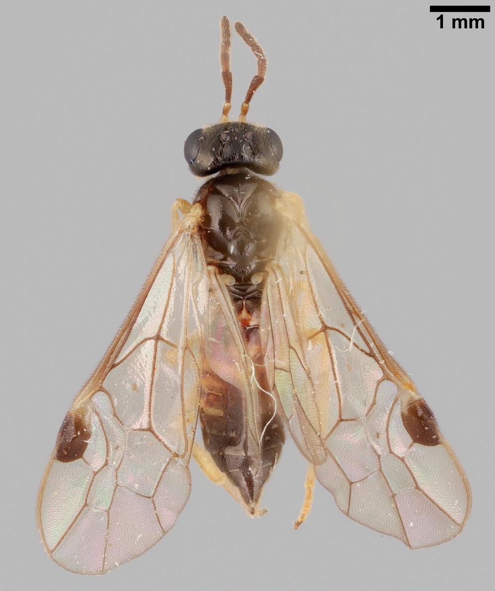 Sahlbergia 23.