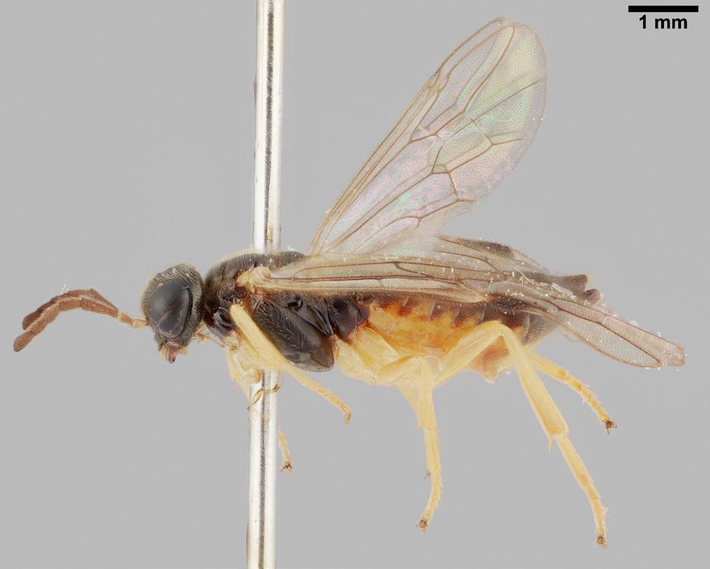 18 Sahlbergia 23.1 (2017), 17-19 Heptamelus ochroleucus is a new species for the fauna of Russia.