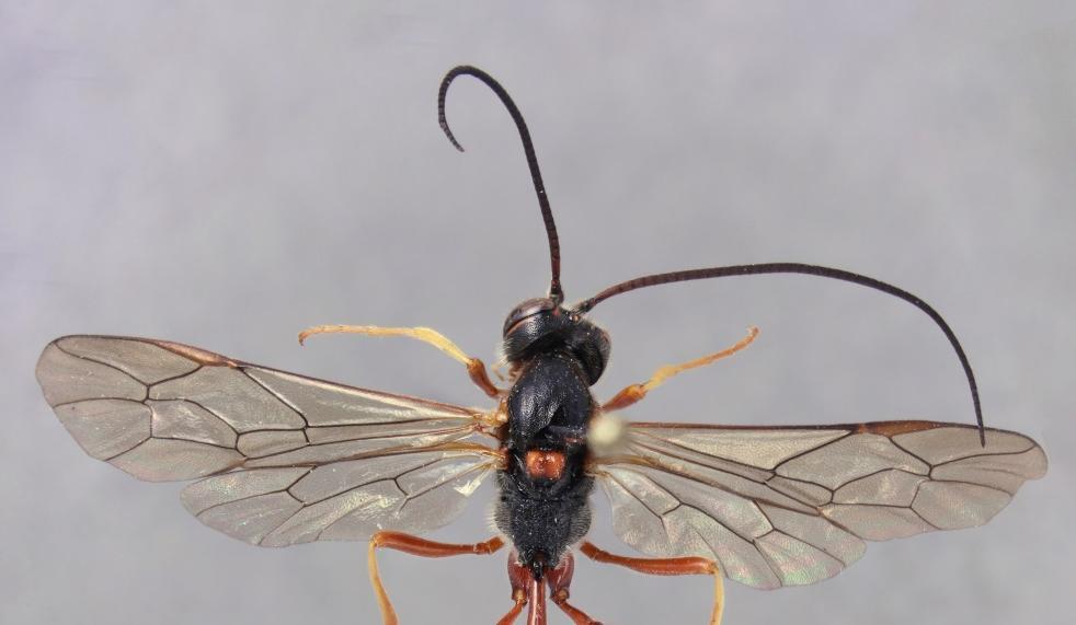 Sahlbergia 23.