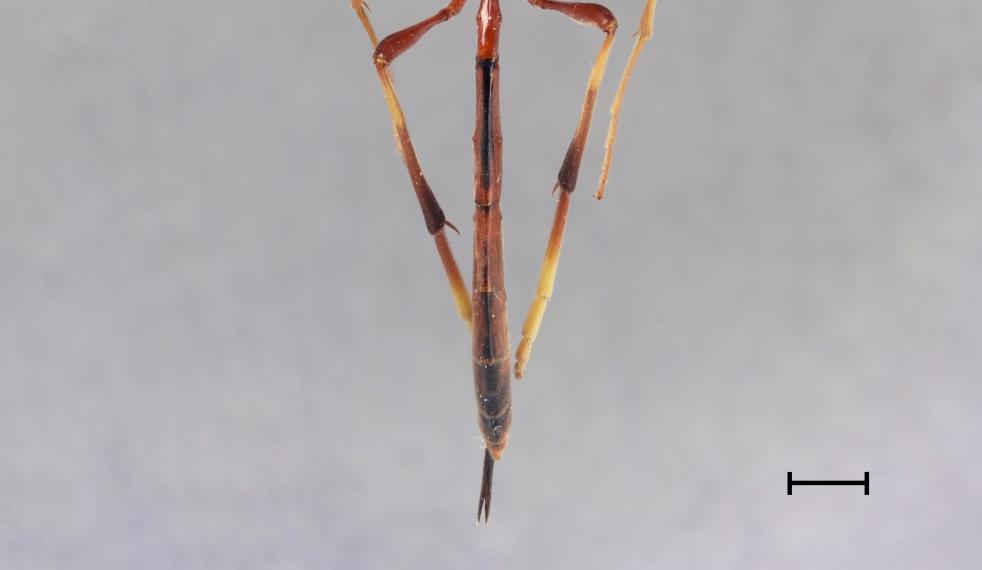 Lajin Trichomma fulvidens yleishabitus