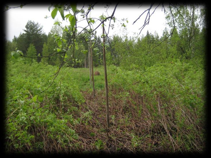 Raivaussaha kolmioterällä varustettuna. Lanttoniityn peruskunnostus aloitettiin 5.6.2012 raivaamalla linjaa aitatolpille (kuva 22).