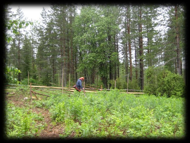 koin vadelmaa raivattiin kesän aikana kolmeen kertaan, jonka jälkeen lampaat rupesivat kulkemaan vatukossa syöden alta paljastuvaa uutta kasvillisuutta eli koiranputken-, vadelman- ja maitohorsman